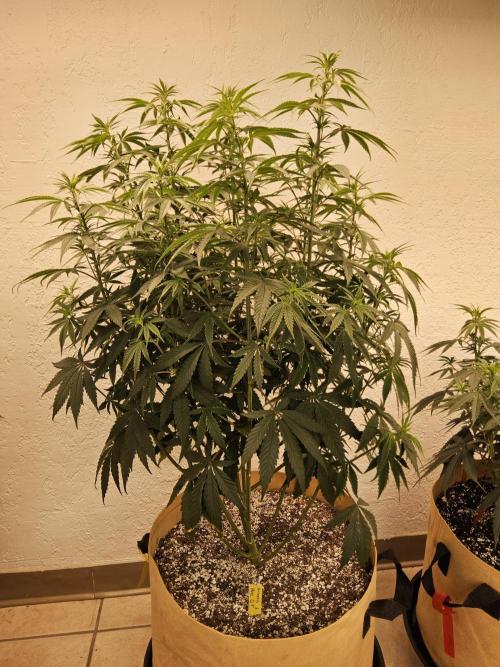 Amnesia go fast. Week 7