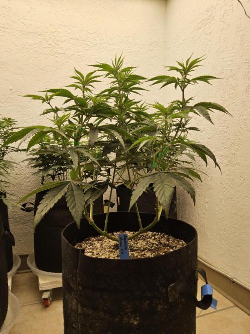 Amnesia go fast. Week 7