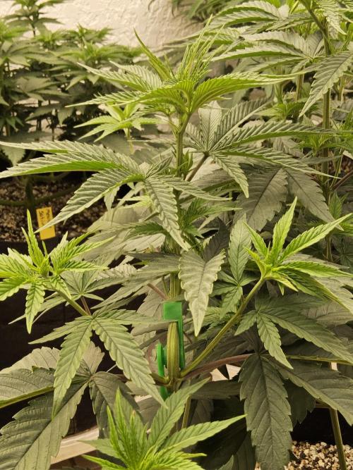 Amnesia go fast. Week 7