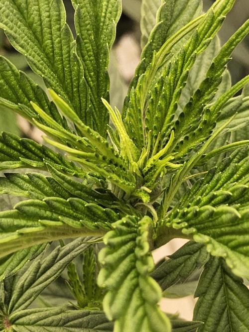 Amnesia go fast. Week 7