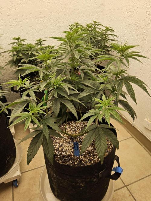 Amnesia go fast. Week 7