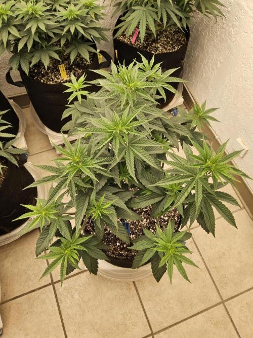 Amnesia go fast. Week 7