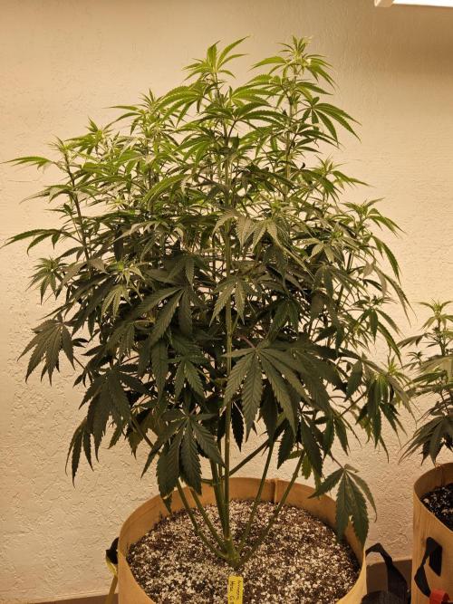 Amnesia go fast. Week 7