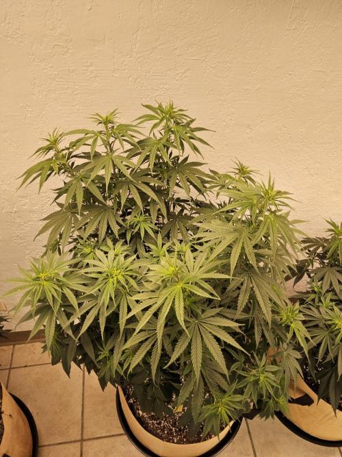 Amnesia go fast. Week 7
