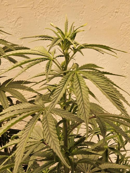 Amnesia go fast. Week 7