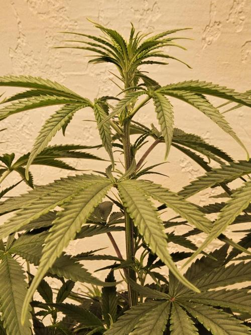 Amnesia go fast. Week 7