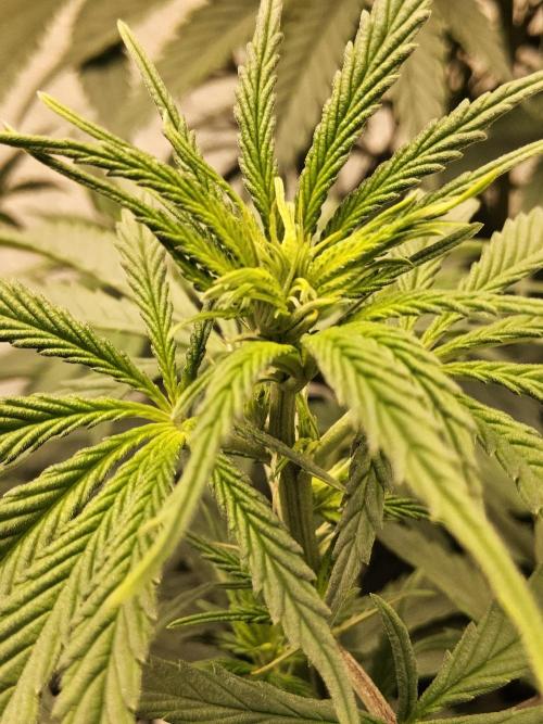 Amnesia go fast. Week 7