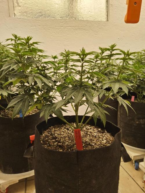 Mexican Sativa. Week 7