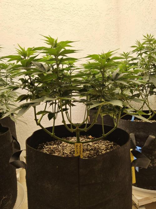 Mexican Sativa. Week 7