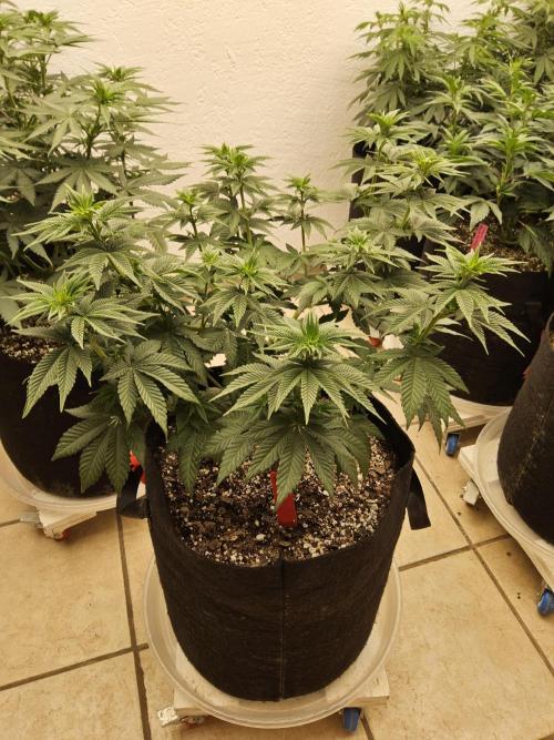 Mexican Sativa. Week 7