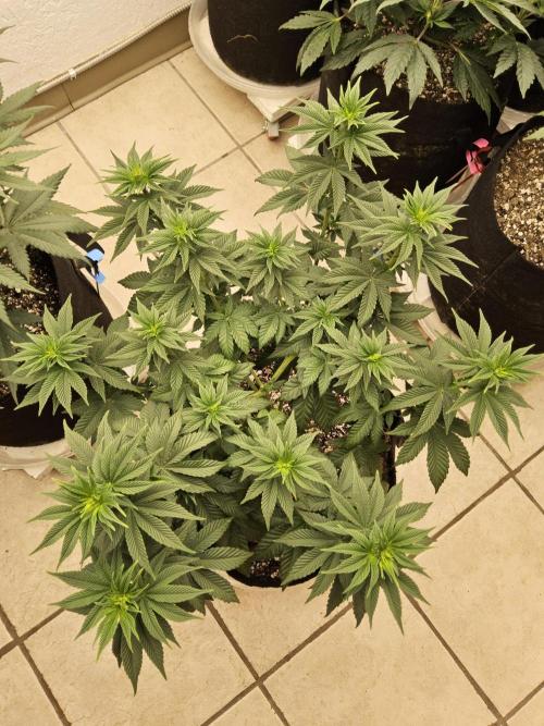 Mexican Sativa. Week 7