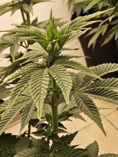 Mexican Sativa. Week 7