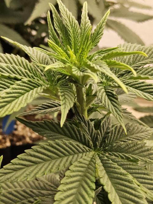Mexican Sativa. Week 7