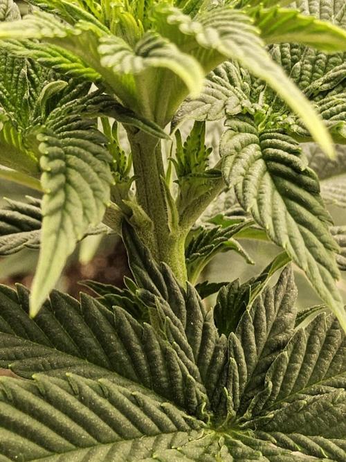 Mexican Sativa. Week 7