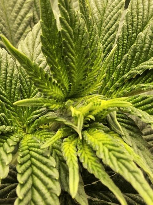 Mexican Sativa. Week 7