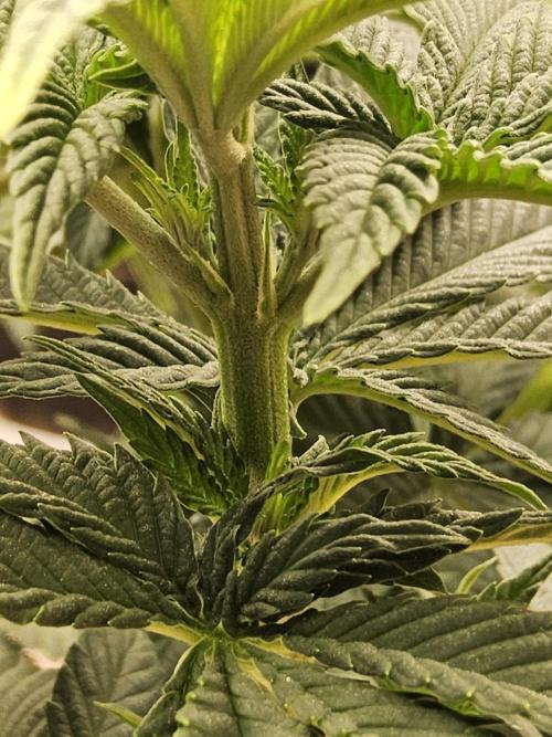 Mexican Sativa. Week 7