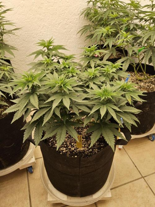 Mexican Sativa. Week 7