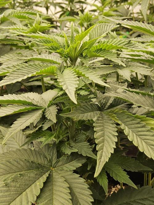 Mexican Sativa. Week 7