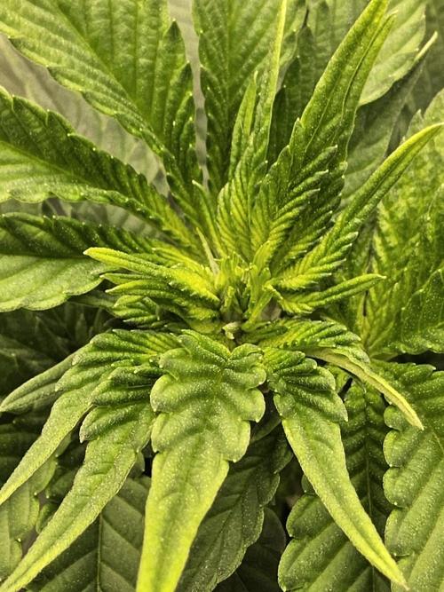 Mexican Sativa. Week 7