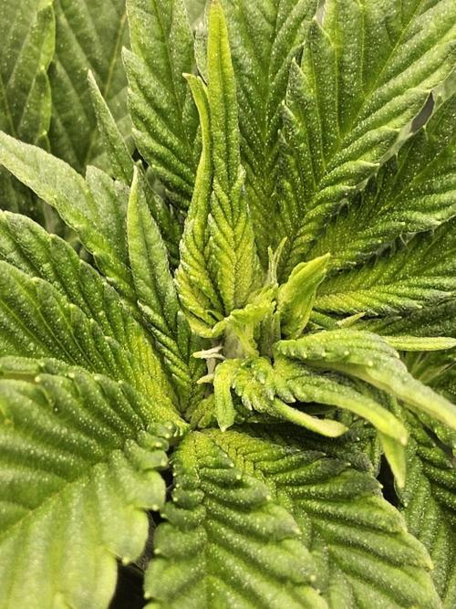 Mexican Sativa. Week 7