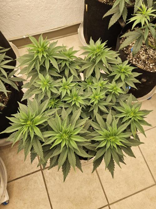 Mexican Sativa. Week 7