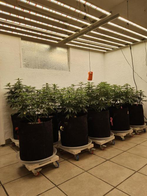 Mexican Sativa. Week 7