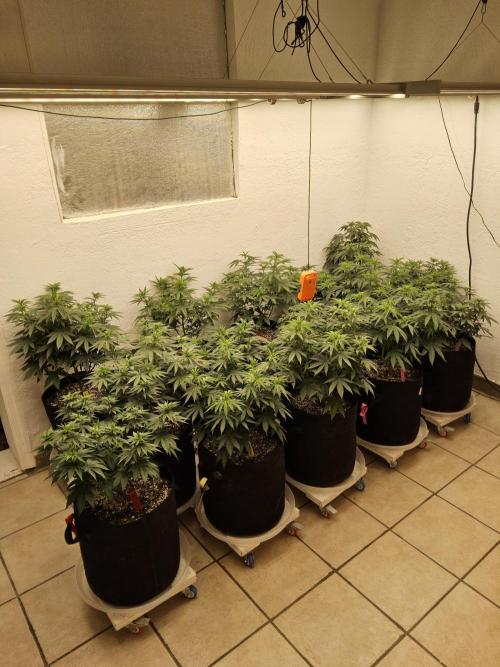 Mexican Sativa. Week 7
