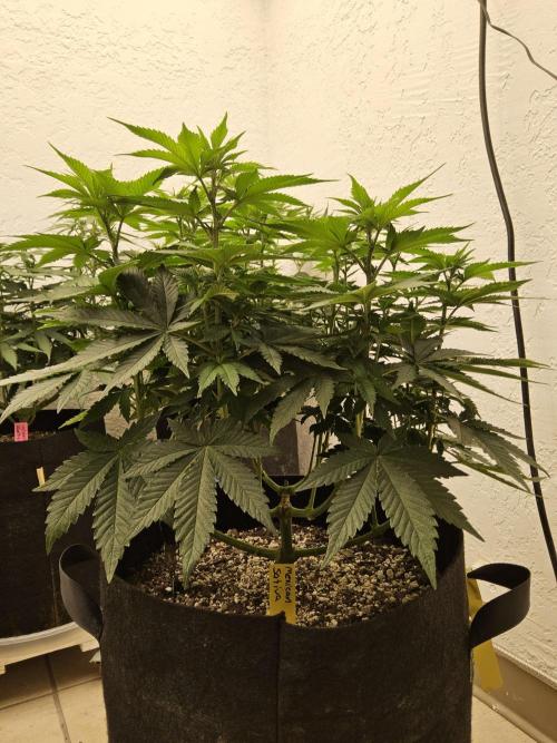 Mexican Sativa. Week 8