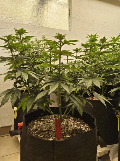 Mexican Sativa. Week 8