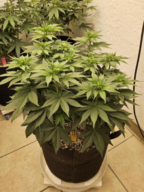 Mexican Sativa. Week 8