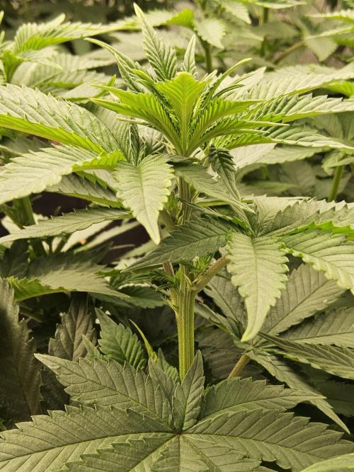 Mexican Sativa. Week 8