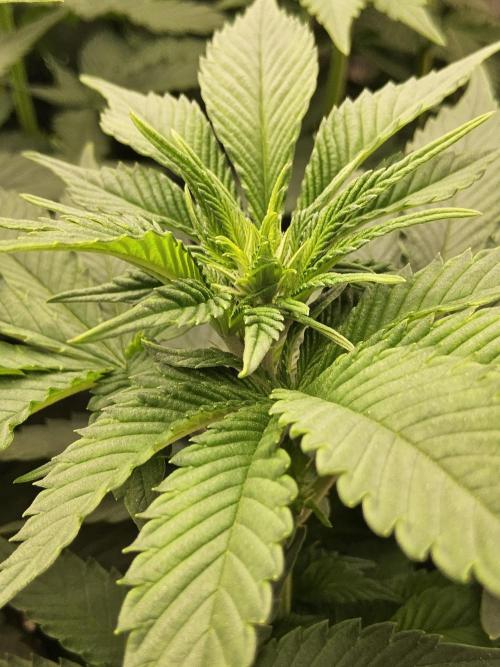 Mexican Sativa. Week 8