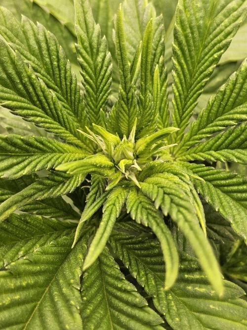 Mexican Sativa. Week 8