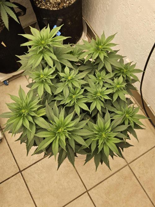 Mexican Sativa. Week 8