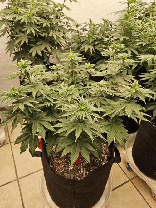 Mexican Sativa. Week 8