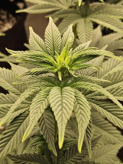 Mexican Sativa. Week 8