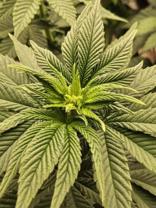 Mexican Sativa. Week 8