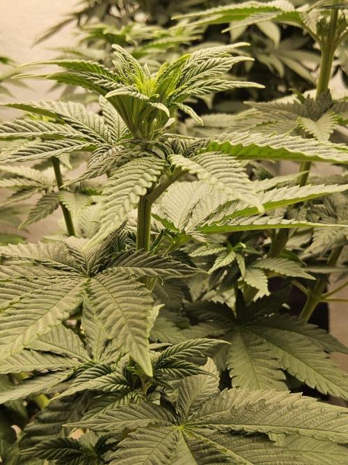 Mexican Sativa. Week 8