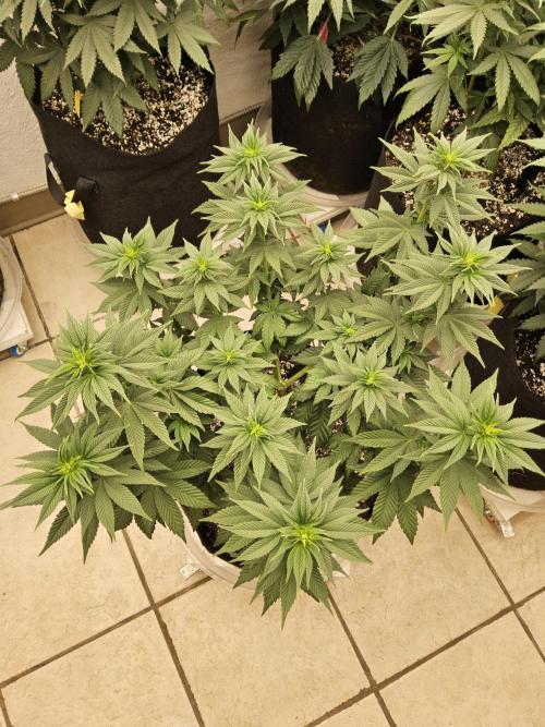 Mexican Sativa. Week 8