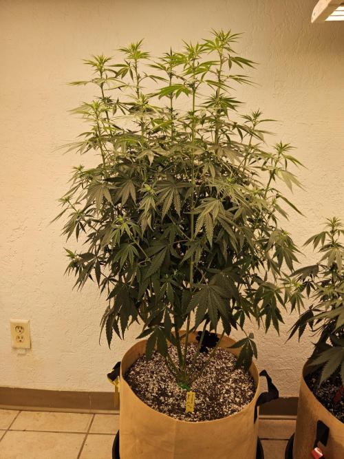 Amnesia go fast. Week 8