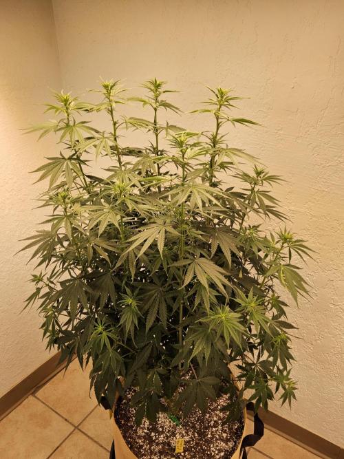 Amnesia go fast. Week 8