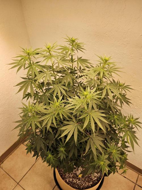 Amnesia go fast. Week 8