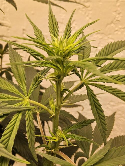 Amnesia go fast. Week 8