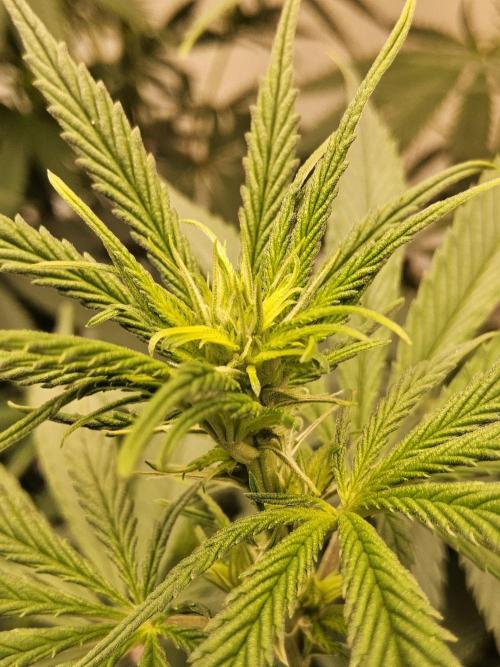 Amnesia go fast. Week 8