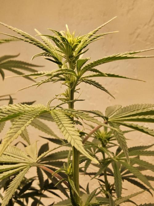 Amnesia go fast. Week 8