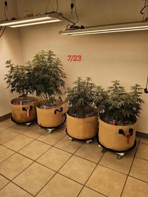 Amnesia go fast. Week 8