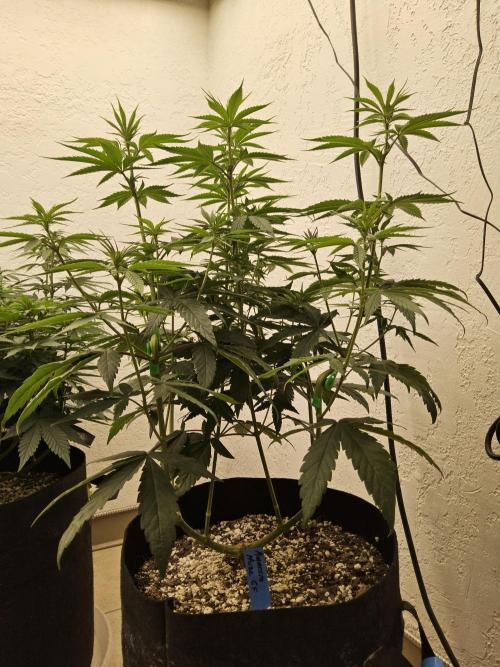 Amnesia go fast. Week 8