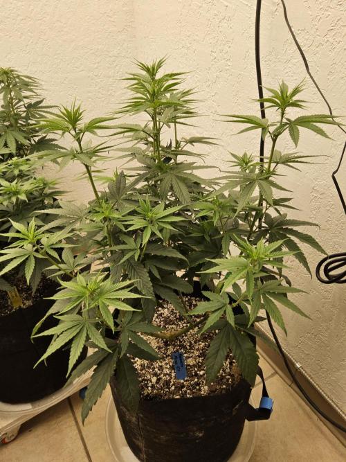 Amnesia go fast. Week 8
