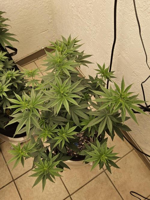 Amnesia go fast. Week 8