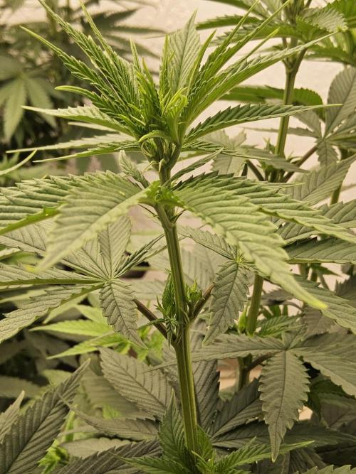 Amnesia go fast. Week 8